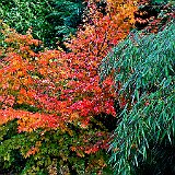 DSC04267  au jardin du Nord - acer palmatum et fargesia robusta