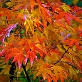 DSC04268  au jardin du Nord - acer palmatum