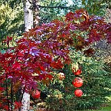 DSC04273  au jardin du Nord - acer palmatum var. atropurpureum &#39;burgundy lace&#39; et bouleau blanc