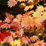 DSC04288  au jardin du Nord - acer palmatum &#39;Oh Ishami&#39;
