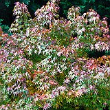 DSC04294  au jardin du Nord - acer palmatum