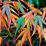 DSC04303  au jardin du Nord - acer palmatum atrolineare