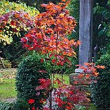 DSC04306  au jardin du Nord - acer palmatum var. atropurpureum &#39;burgundy lace&#39; , buis en feuillage vert et panaché et liquidambar