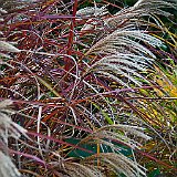 DSC04311  au jardin du Nord - miscanthus sinensis dans ses couleurs automnale
