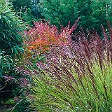 DSC04314  au lac exotique, acer palmatum espèce type en arrière plan, à gauche miscanthus sinensis &#39;Gracillimus&#39; et à droite Pseudosasa japonica