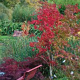DSC04315  au lac exotique, acer palmatum espèce type et acer dissectum &#39;Paul Garnet&#39; , à gauche Phyllostachys &#39;Harbin inversa&#39; et au milieu Sasa tesselata