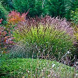 DSC04319  au lac exotique - acer palmatum espèce type en arrière plan, au milieu miscanthus sinensis &#39;Gracillimus&#39; et à gauche Pseudosasa japonica
