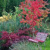 DSC04321  Au lac exotique, acer palmatum espèce type et acer dissectum &#39;Paul Garnet&#39;