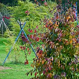 DSC04328  Arbe à fer, très beau arbre étalé aux splendides couleurs d automne. Ses petites fleurs en bouquets ressemblent à des araignées et apparaissent avant les feuilles. Arrière plan la plantation écologique du Phyllostachys edulis &#39;Moso&#39;.