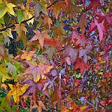 DSC04332  Couleur automnale des liquidambar