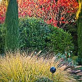 DSC04369  Au jardin contemporain - Rhus en arrière plan et pennisetum alopecuroides japonicum