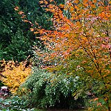 DSC04385  Au jardin du Nord - virburnum &#39;Davidii&#39; , fargesia et acer palmatum