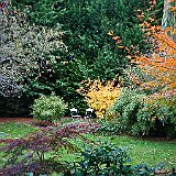 DSC04386  Au jardin du Nord - virburnum &#39;Davidii&#39; , acer dissectum &#39;Paul Garnet&#39;, fargesia et acer palmatum &#39;Oh Ishami&#39; et acer palmatum à gauche