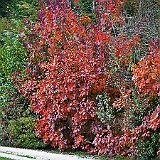 DSC04402  Entrée des jardins - couleur rouge dominante des arbes à peruques, cotinus coggygria, aussi appelé &#34;arbre à perruques&#34;, &#34;fustet&#34; ou &#34;barbe de Jupiter&#34;,  originaire d&#39;Eurasie.