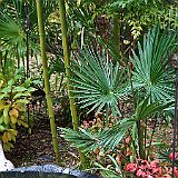 DSC04403  Entrée de la poterie - palmier chamaerops humilis est très rustique au froid, à la sècheresse et résistant aux embruns avec nandina domestica &#39;Firepower&#39;, arbuste nain et compact au feuillage vert pomme et rouge pourpré flamboyant en hiver.