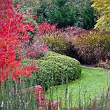 DSC04424  au lac exotique, prêle &#39;Equisetum japonicum&#39; et acer palmatum espèce type, en arrière plan miscanthus sinensis &#39;Gracillimus&#39;