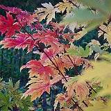 DSC04452-2  au jardin de 5 sens - érables argentés &#39;Pyramidal&#39; - Acer saccharinum &#39;Pyramidalis&#39;