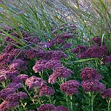 Dsc02929  au jardin contemporain - sedum et panicum