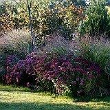Dsc02930  au jardin contemporain - sedum &#39;Herbstfreude&#39; et panicum &#39;Warrior&#39;