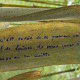 17  feuilles à voeux