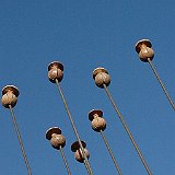 pavots