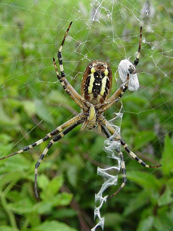 Argiope-bruennichi-argiope-frelon-Wespenspinne2
