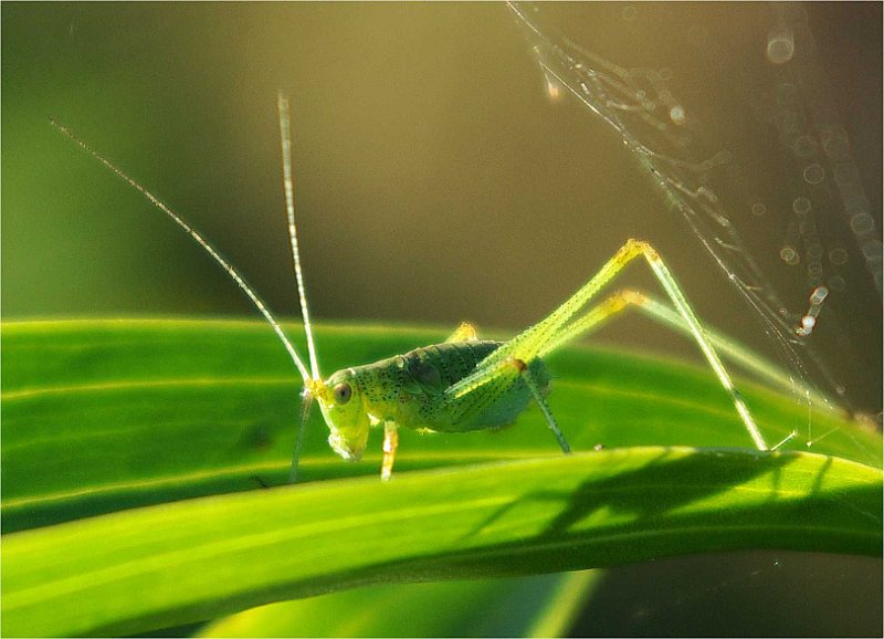 Chorthippus-criquet-parallelusgrasshuepfer