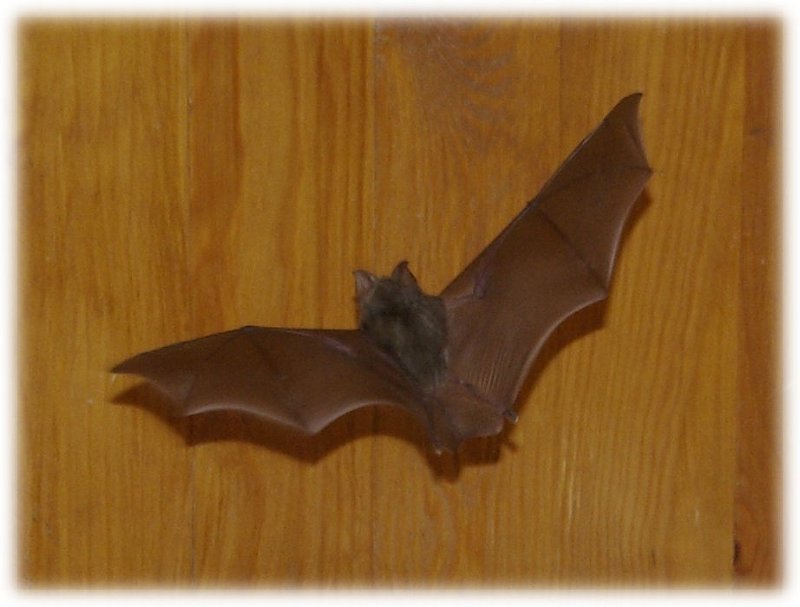Microchiroptera-chauve-sourie-fledermaus3