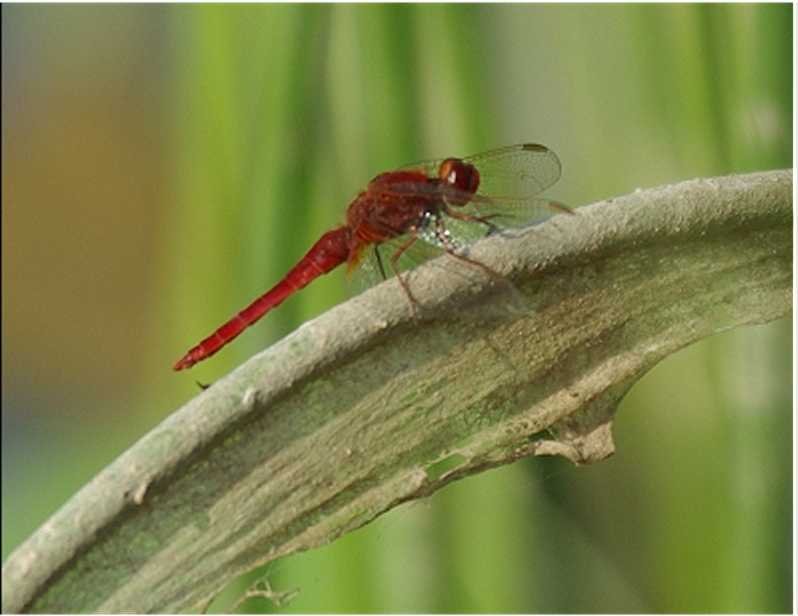 Sympetrum-sanguineum-Blutrote-Heidelibelle-maenchen