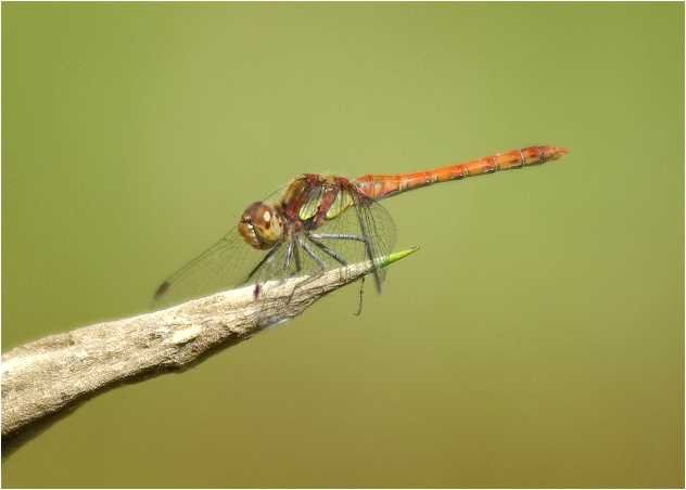 Sympetrum-sanguineum-Blutrote-Heidelibelle-weibchen