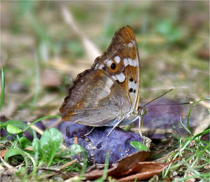 Vanessa-cardui