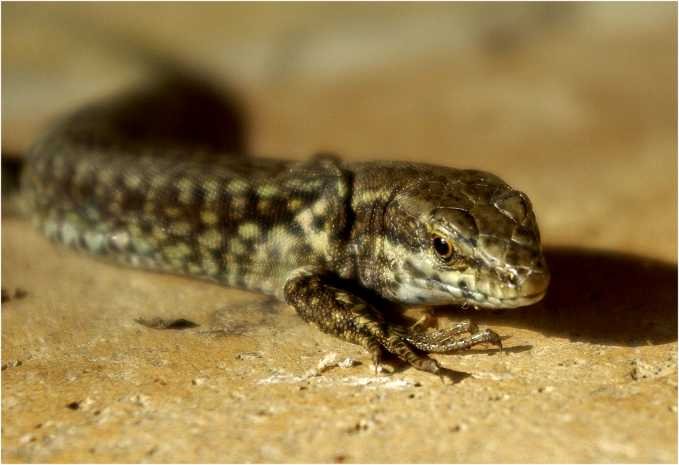 lacertidae-lizard-echte-Eidechse