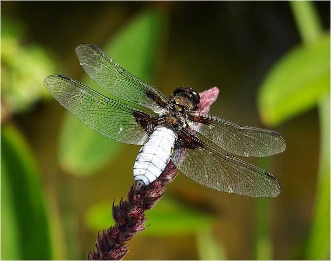 odonates-libellule-libelle