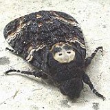 Acherontia-atropos-Le-Sphinx-tete-de-mort-totenkopfschwaermer