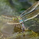 Anax-imperator-anax-impereur-grosse-Koenigslibelle