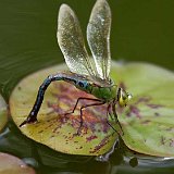 Anax-imperator-anax-impereur-grosse-Koenigslibelle2