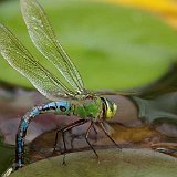 Anax-imperator-anax-impereur-grosse-Koenigslibelle3