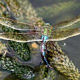 Anax-imperator-anax-impereur-grosse-Koenigslibelle4