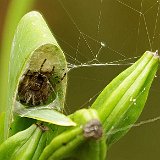 Araneus-epeire-diademe-kreuzspinne