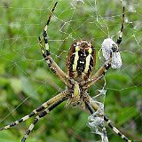 Argiope-bruennichi-argiope-frelon-Wespenspinne2