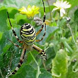 Argiope-bruennichi-argiope-frelon-Wespenspinne3