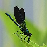Calopteryx-virgo-Demoiselle-Blaufluegel-Prachtlibelle