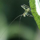 Chorthippus-parallelus-criquet-grasshuepfer-babygrasshuepfer