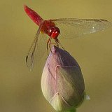 Crocothemis-erythraea-Feuerlibelle-maenchen2