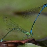 Enallagma-cyathigerum-libellule-jungfernlibellen