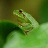 Hyla-meridionalis-rainette-meridionale-Mittelmeer-Laubfrosch