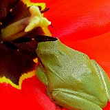 Hyla-meridionalis-rainette-meridionale-Mittelmeer-Laubfrosch2