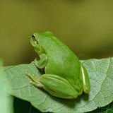 Hyla-meridionalis-rainette-meridionale-Mittelmeer-Laubfrosch3