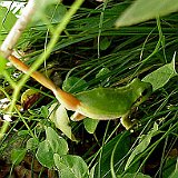 Hyla-meridionalis-rainette-meridionale-Mittelmeer-Laubfrosch5