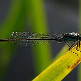 Leucorrhinia